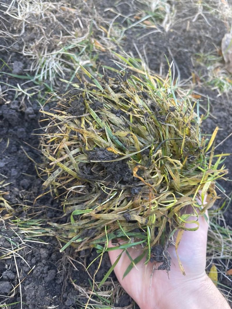 Loose Sod Reveals Root Damage Loose Sod Reveals Root Damage