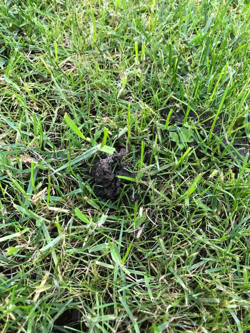 Loose Soil Helps Rain Reach Grass Roots