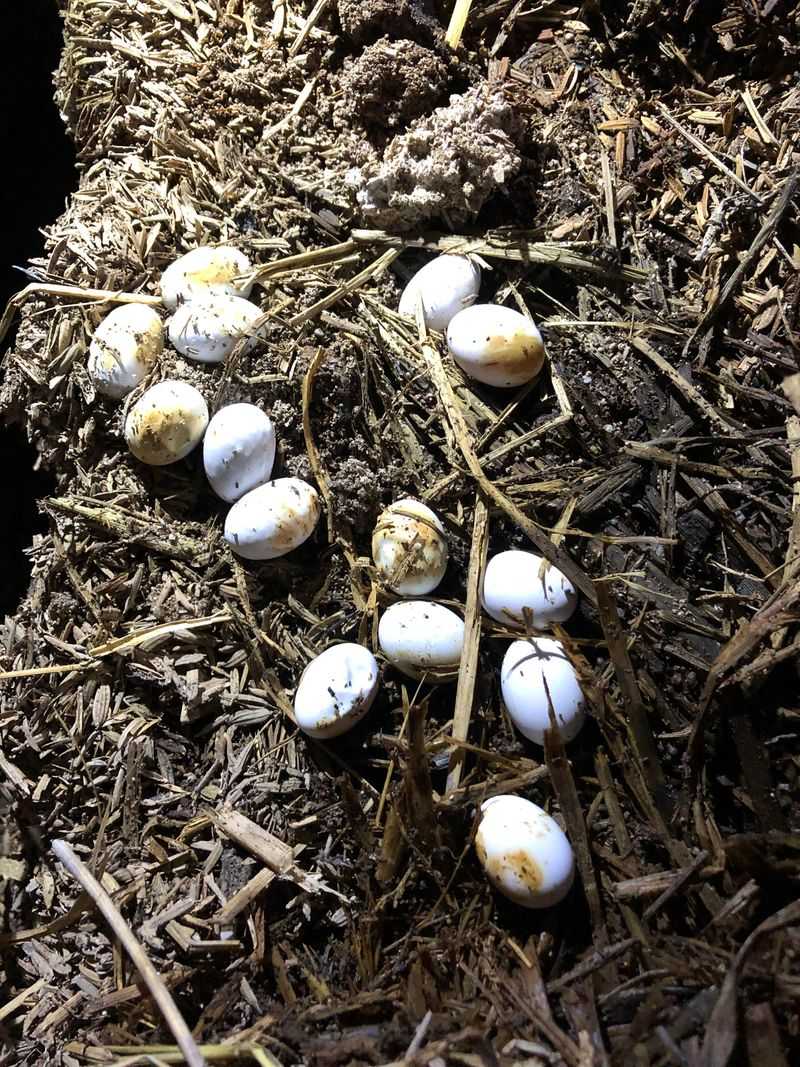 Loose Soil Makes Egg-Laying Easier Loose Soil Makes Egg-Laying Easier
