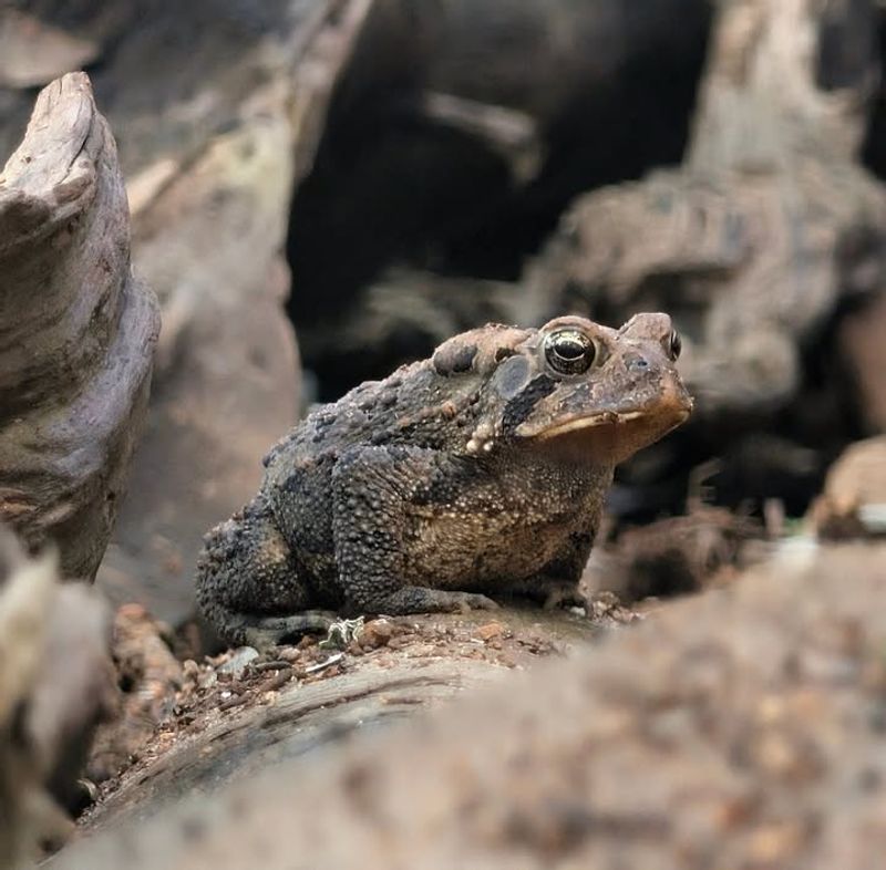 Loose Soil May Offer A Place To Burrow Or Overwinter Loose Soil May Offer A Place To Burrow Or Overwinter