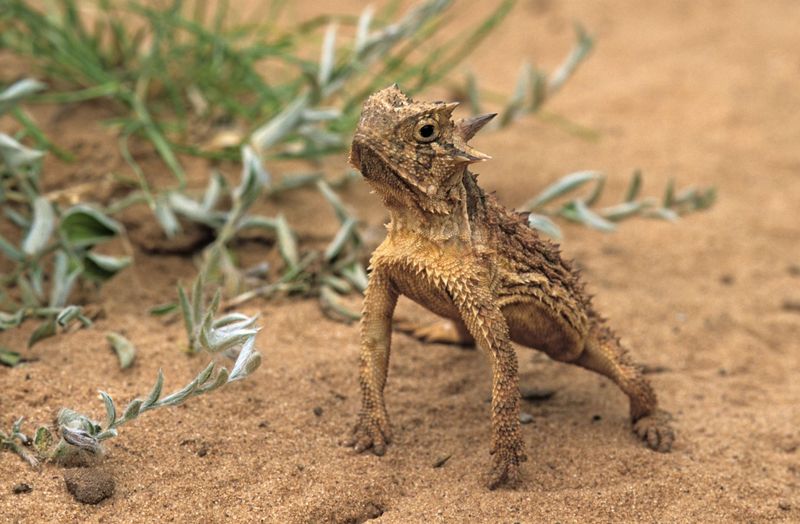 Loose Soil Or Sandy Spots May Offer Burrowing Areas Loose Soil Or Sandy Spots May Offer Burrowing Areas