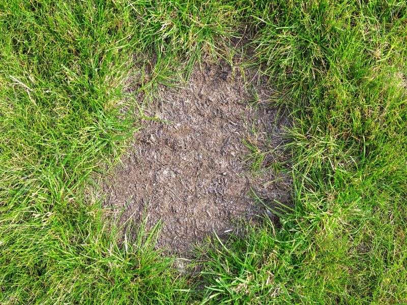 Loosen Compacted Spots Before Late Summer Seeding