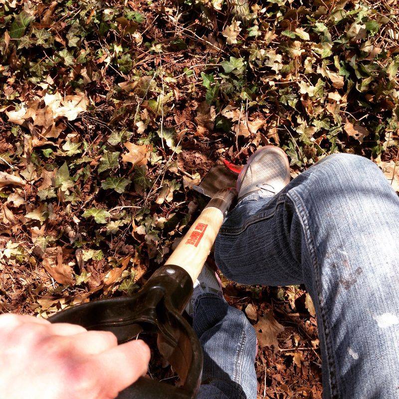 Loosen The Soil Before Pulling The Roots Loosen The Soil Before Pulling The Roots