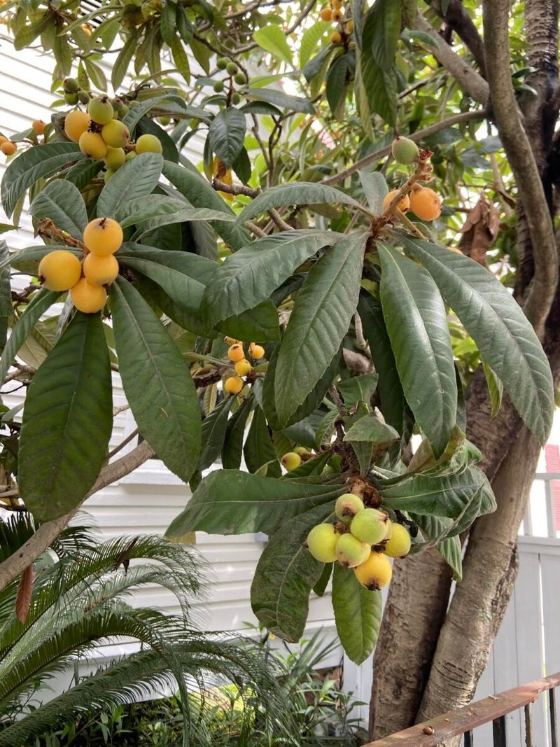 Loquat Gives Front Yards Shade And Harvests Loquat Gives Front Yards Shade And Harvests
