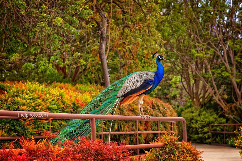 Los Angeles County Arboretum Makes Arcadia A Weekend Garden Escape