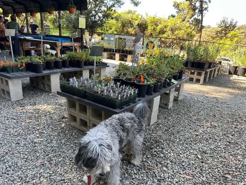Los Nogales Nursery Brings Native Plant Shopping To L.A. Los Nogales Nursery Brings Native Plant Shopping To L.A.