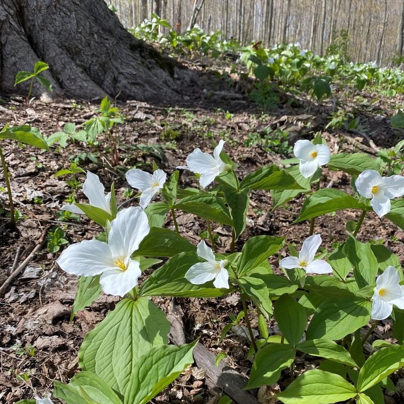 Losing Trilliums Means Losing Spring Woodland Clues Losing Trilliums Means Losing Spring Woodland Clues
