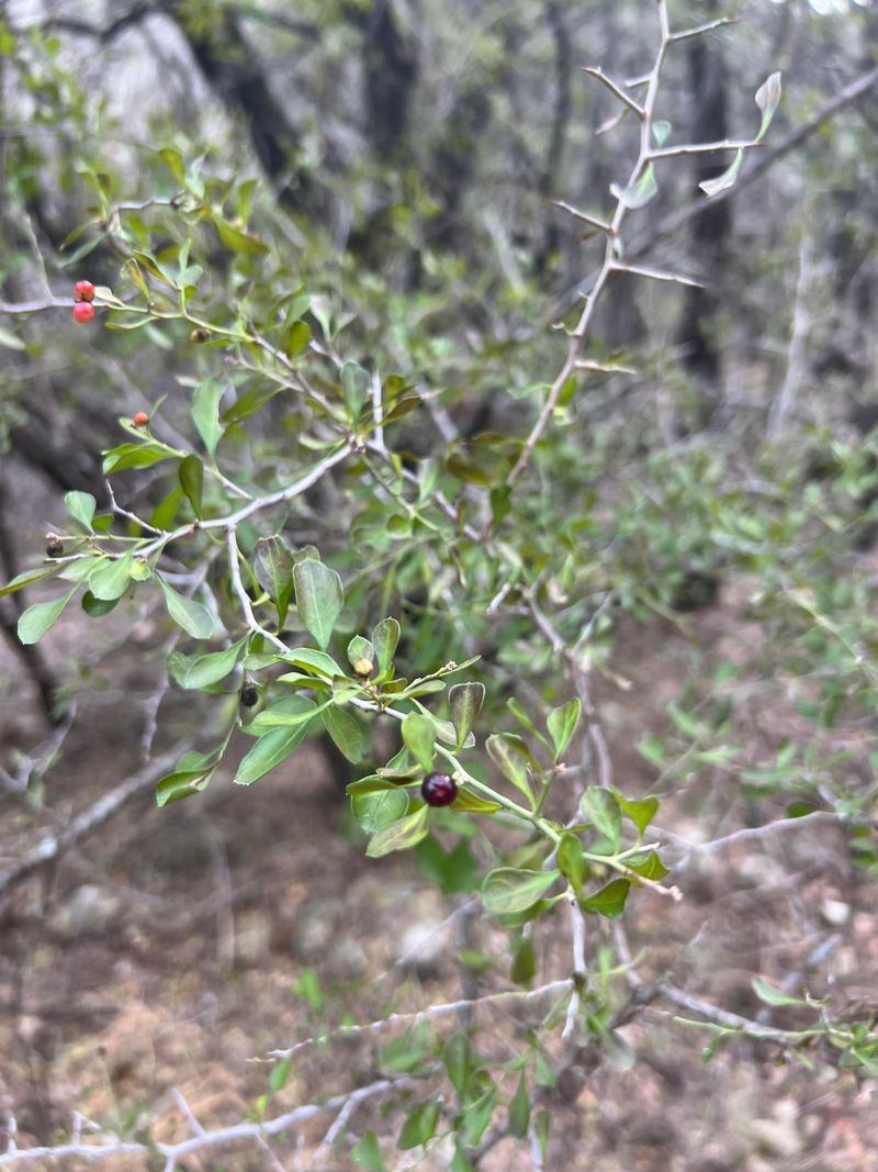 Lotebush Brings The Thorny Backbone