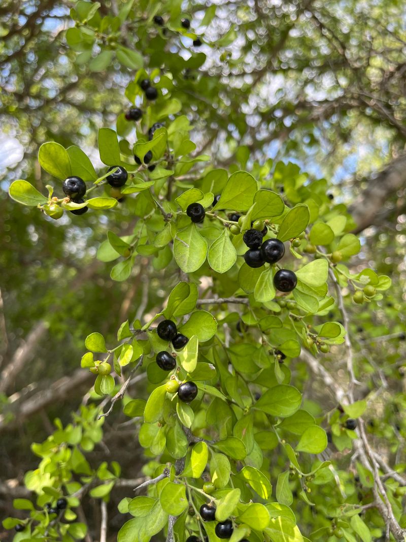 Lotebush Brings Thorny Border Grit