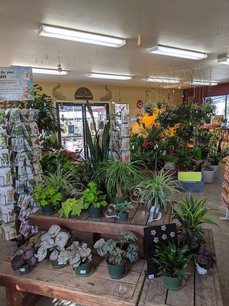 Lotus Horticultural Nursery — Lotus Lotus Horticultural Nursery — Lotus
