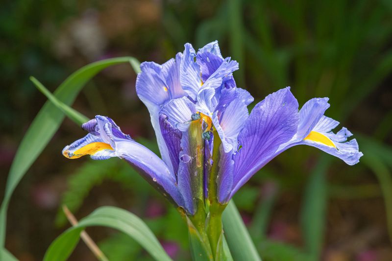 Louisiana Iris Was Built For These Exact Conditions