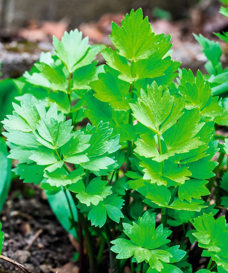 Lovage Brings A Celery-Like Flavor To The Herb Garden Lovage Brings A Celery-Like Flavor To The Herb Garden