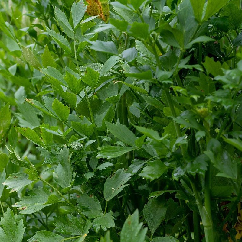 Lovage Works Better With Realistic Texas Expectations Lovage Works Better With Realistic Texas Expectations