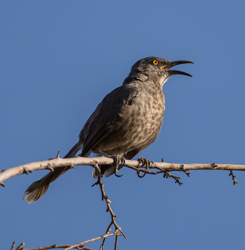 Low Branches Give Young Birds Better Cover Low Branches Give Young Birds Better Cover