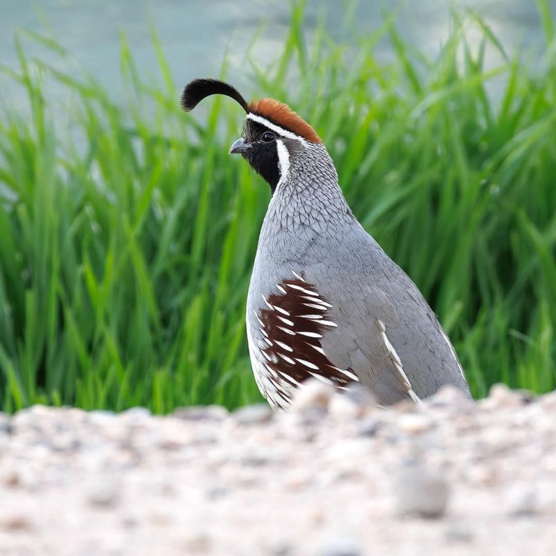 Low Disturbance Encourages More Frequent Visits