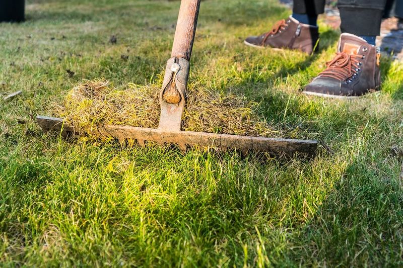 Low Fertility May Be Weakening The Desired Plants