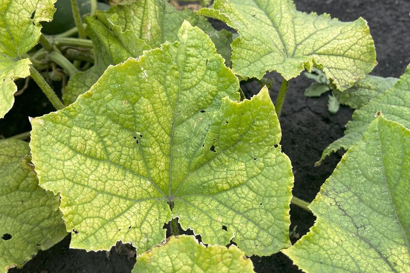 Low Fertility That Limits Vine Growth And Flowering Low Fertility That Limits Vine Growth And Flowering