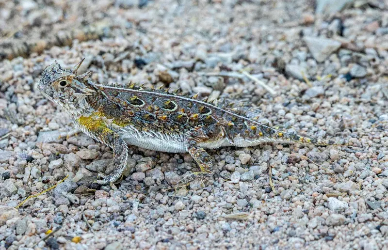 Low Grass And Bare Ground May Make Movement Easier Low Grass And Bare Ground May Make Movement Easier