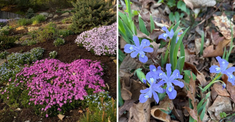 Low-Growing Native Plants That Make North Carolina Garden Borders Look Finished