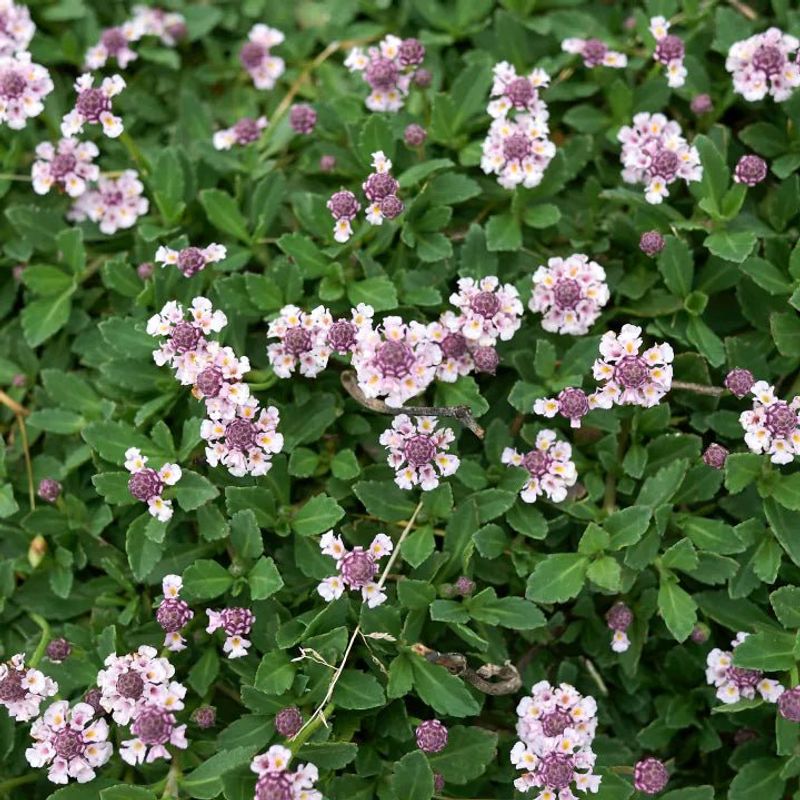 Low Growing Stems Spread Across Open Spaces