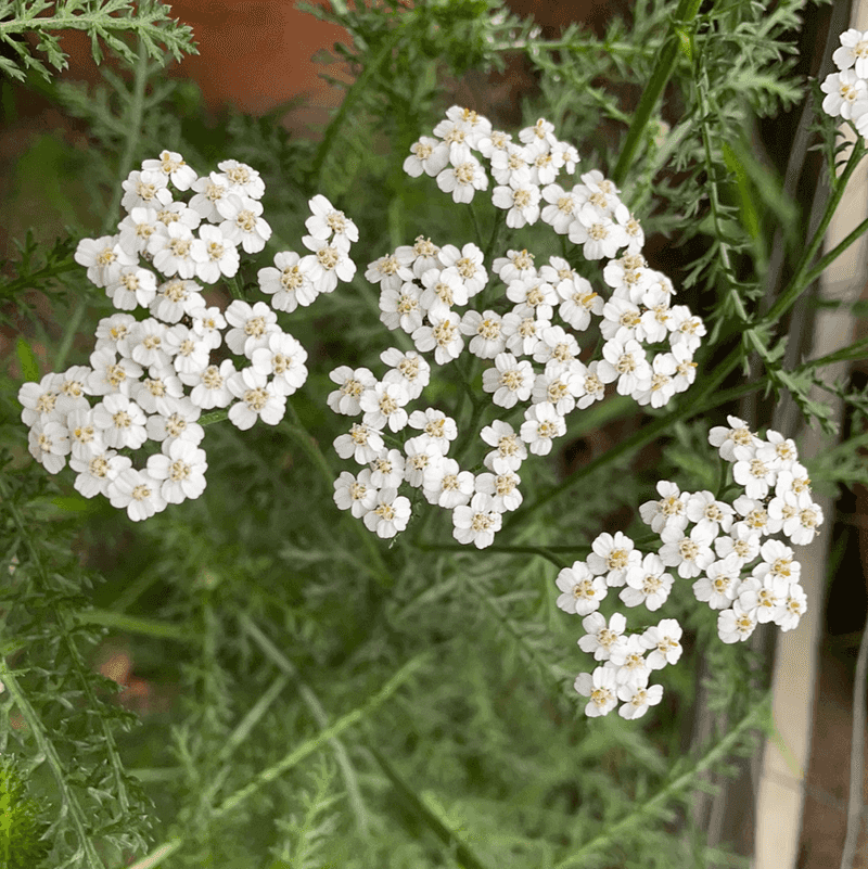 Low-Growing Yarrow Softens Front Steps With Flowers