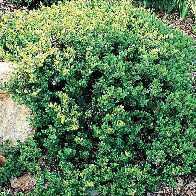 Low Growth Helps Shade Out Weed Seedlings Low Growth Helps Shade Out Weed Seedlings
