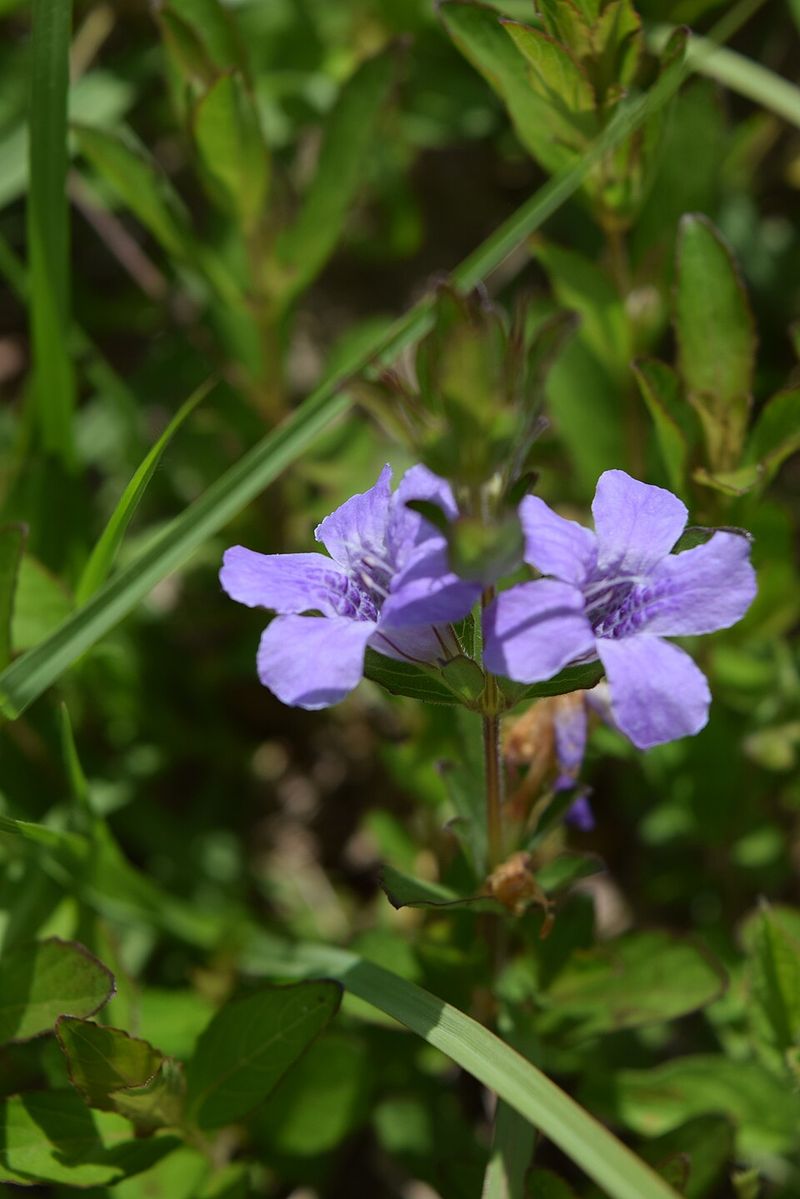 Low Growth Keeps Beds Soft And Finished