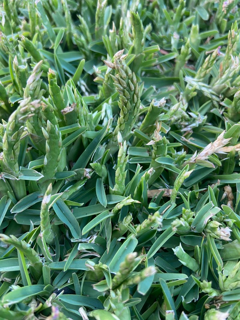Low Growth Makes Mound Spotting Fast And Easy