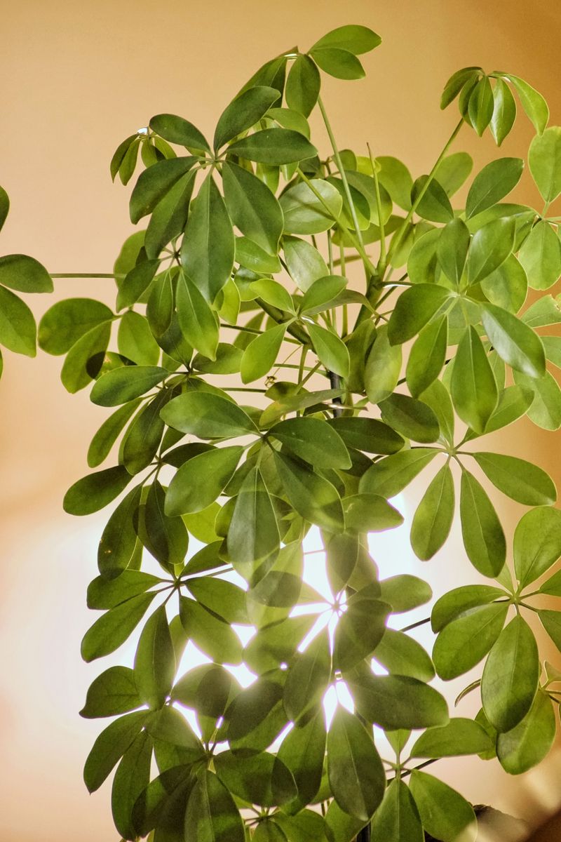 Low Light Triggers Leaf Loss Indoors
