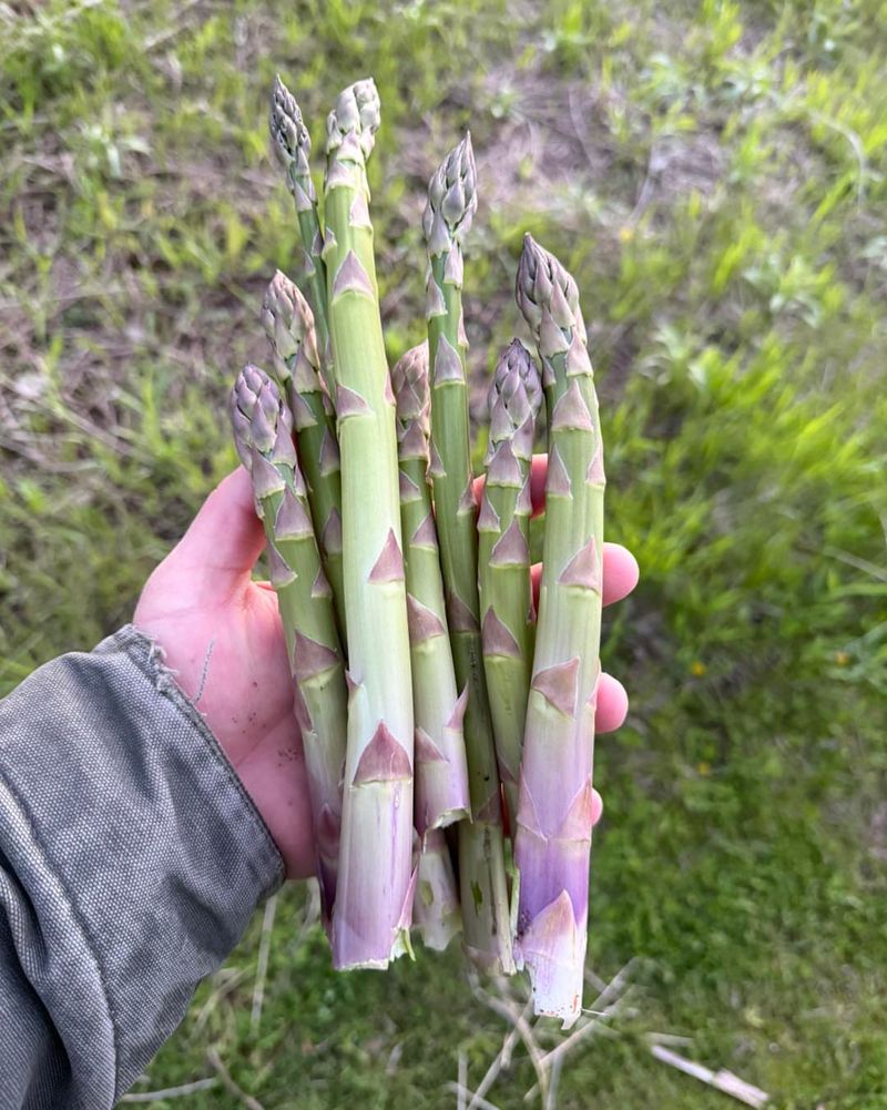 Low-Maintenance Once Established