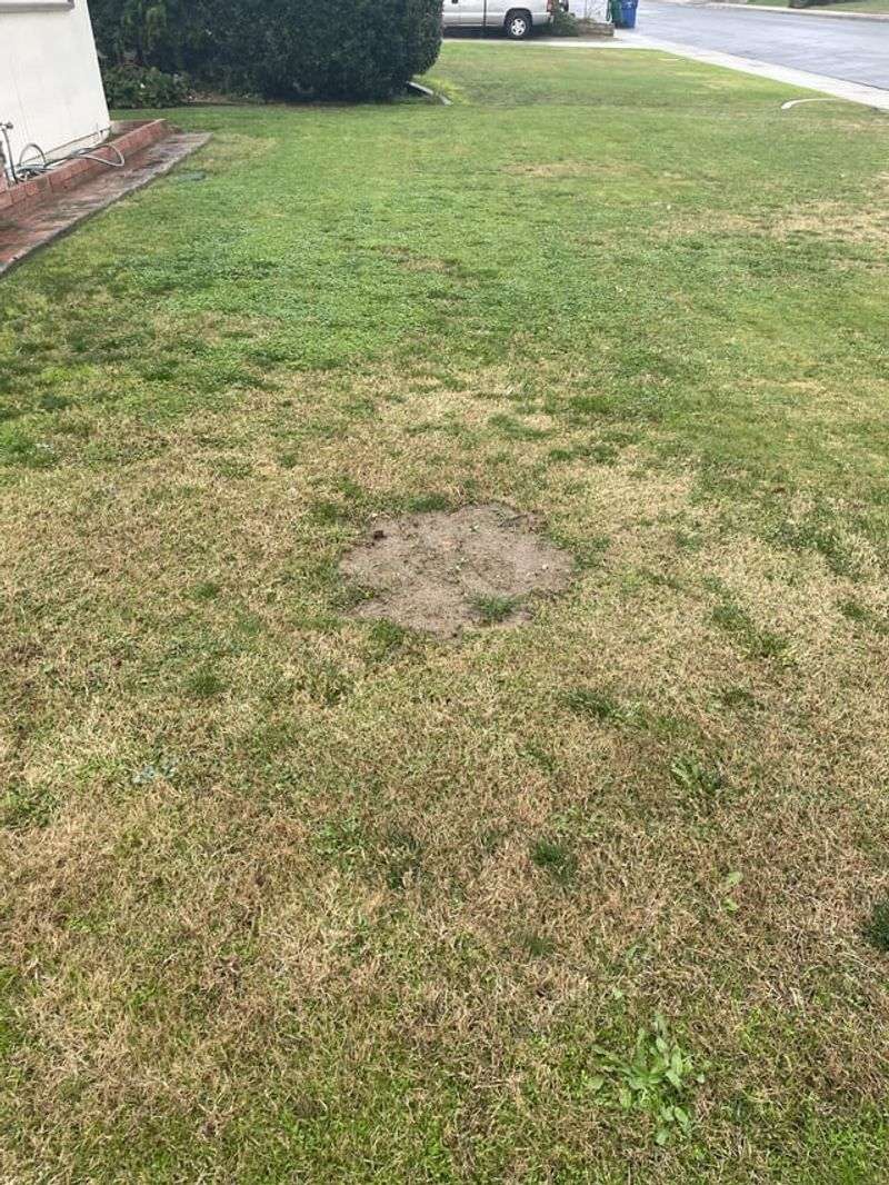 Low Mowing Weakens Grass Roots Low Mowing Weakens Grass Roots