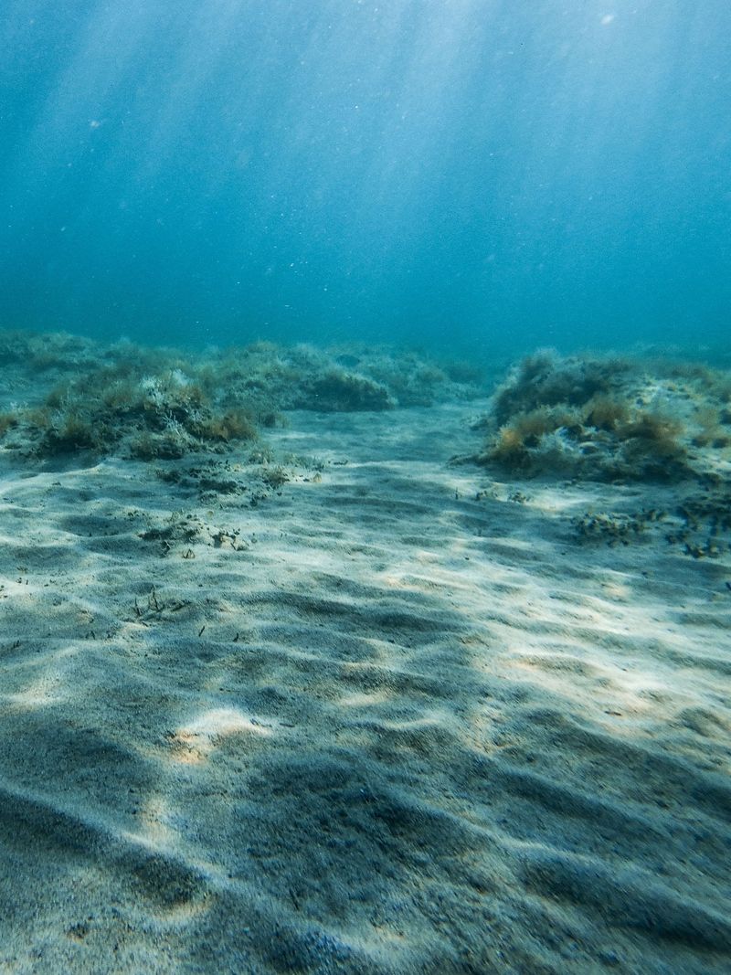 Low-Oxygen Zones Expand, Stressing Bottom Species