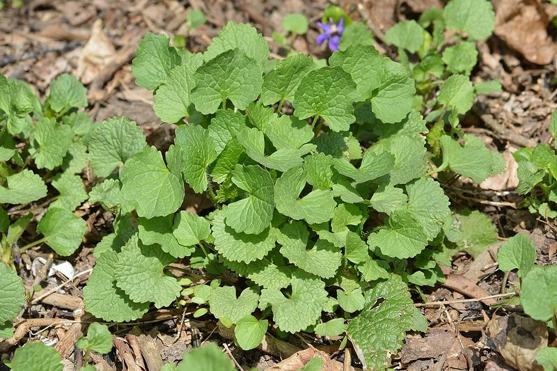 Low Rosettes Appear Near The Ground