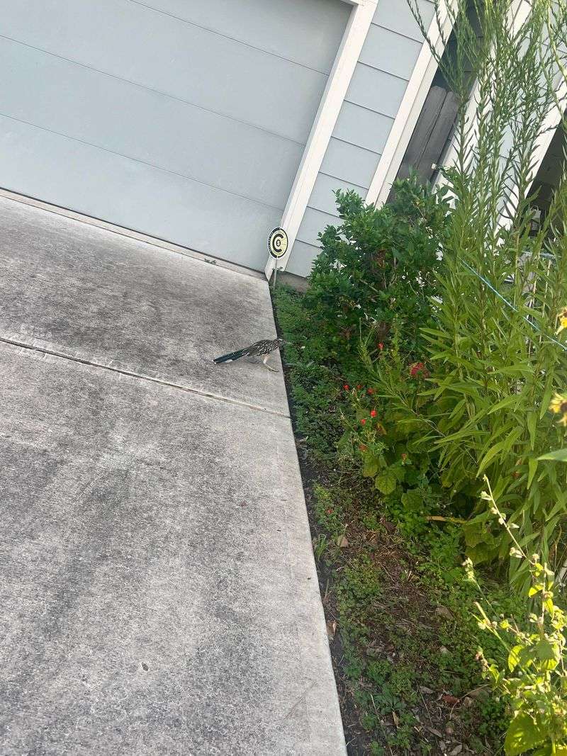 Low Shrubs Offer Quick Cover