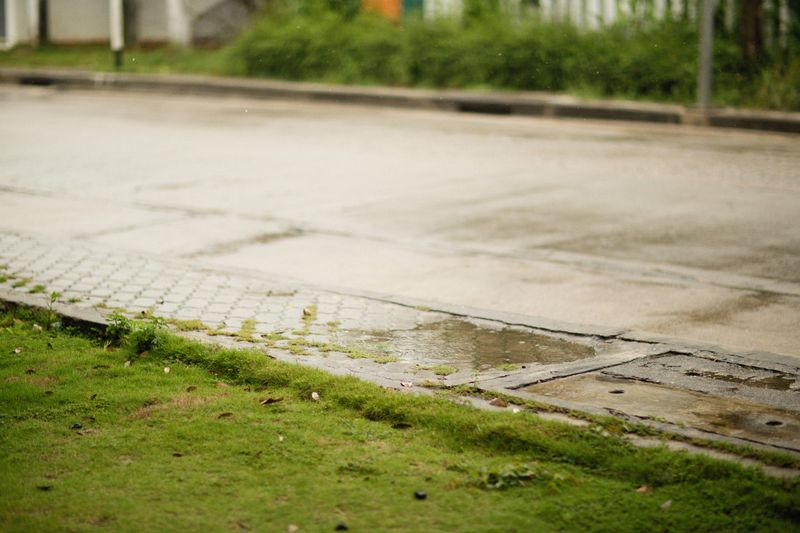 Low Spots Where Drainage Stays Damp