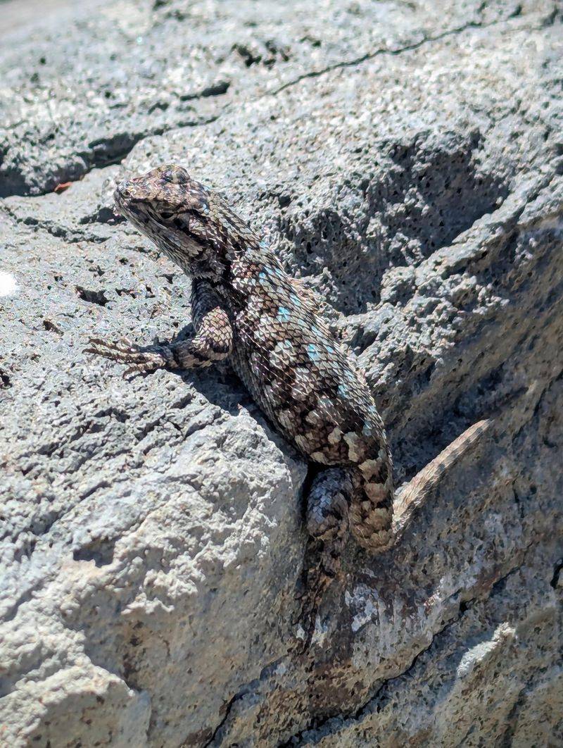 Low Walls Become Lizard Highways Low Walls Become Lizard Highways