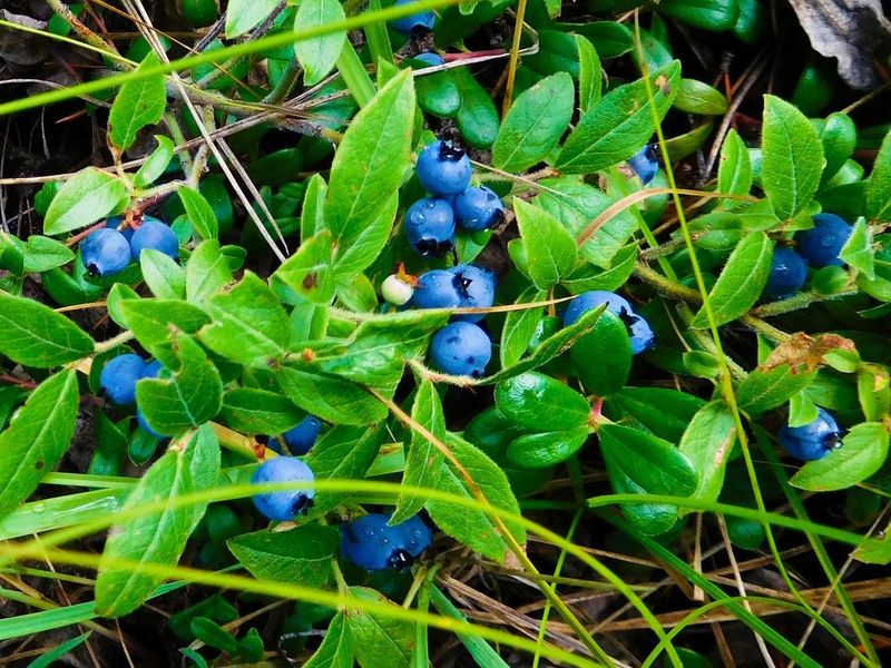 Lowbush Blueberry Loves Acidic Sunny Soil Lowbush Blueberry Loves Acidic Sunny Soil