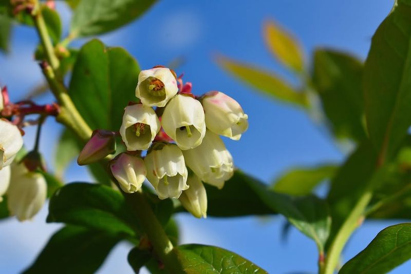 Lowbush Blueberry Lowbush Blueberry