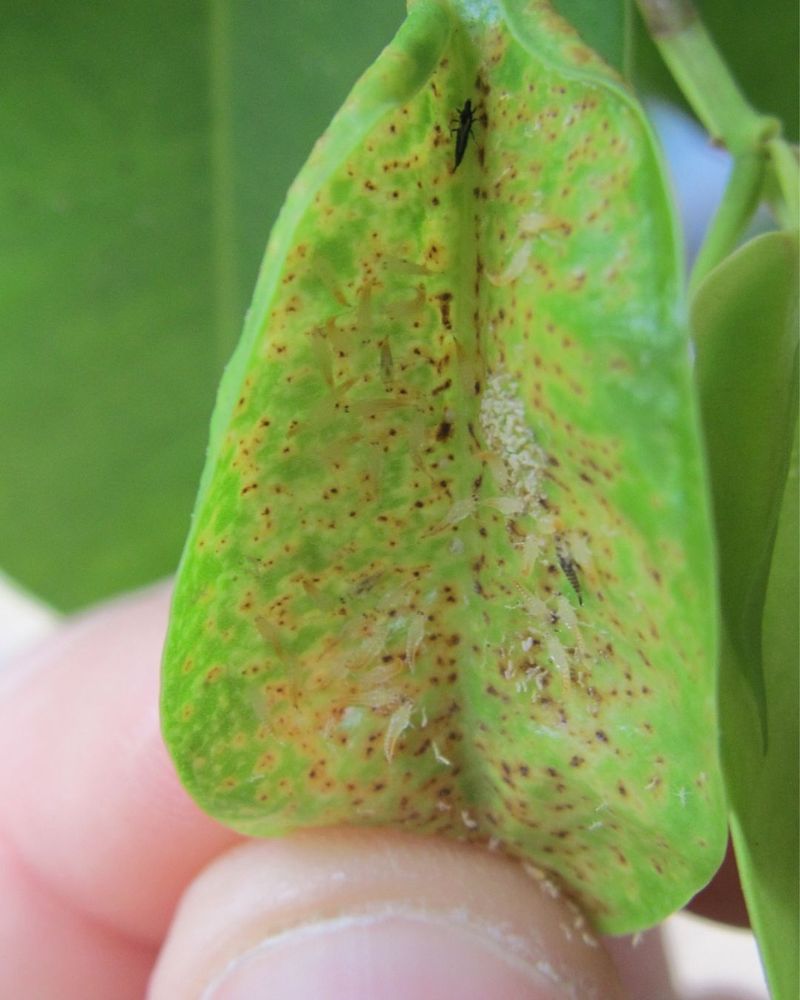 Lower Leaf Undersides Show The First Activity Lower Leaf Undersides Show The First Activity