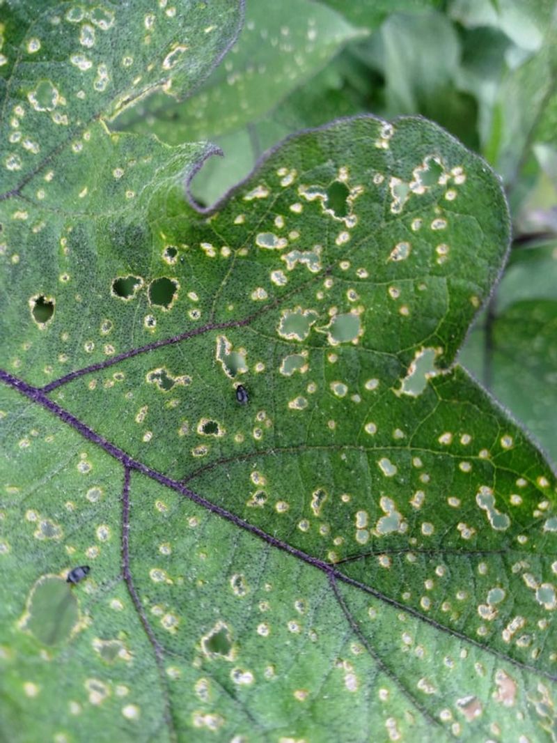 Lower Leaves Can Show Early Speckled Damage Lower Leaves Can Show Early Speckled Damage