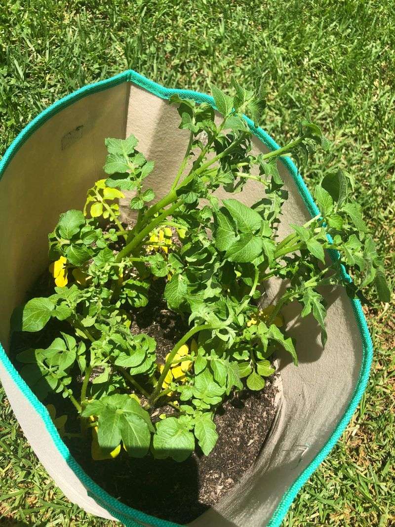 Lower Leaves Look Tired First Lower Leaves Look Tired First