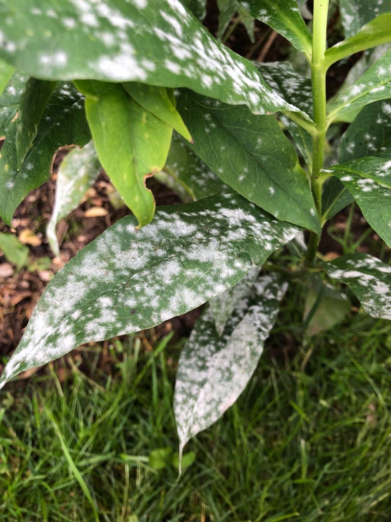 Lower Leaves Started The Story Lower Leaves Started The Story