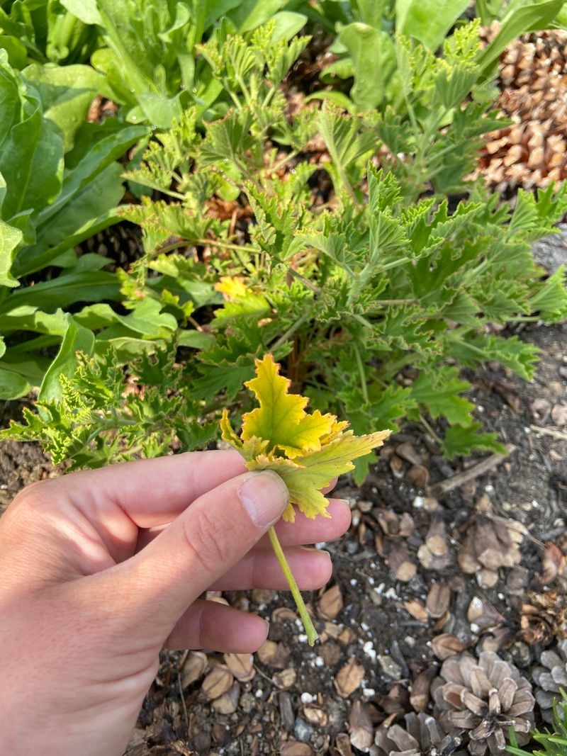 Lower Leaves Tell The First Story
