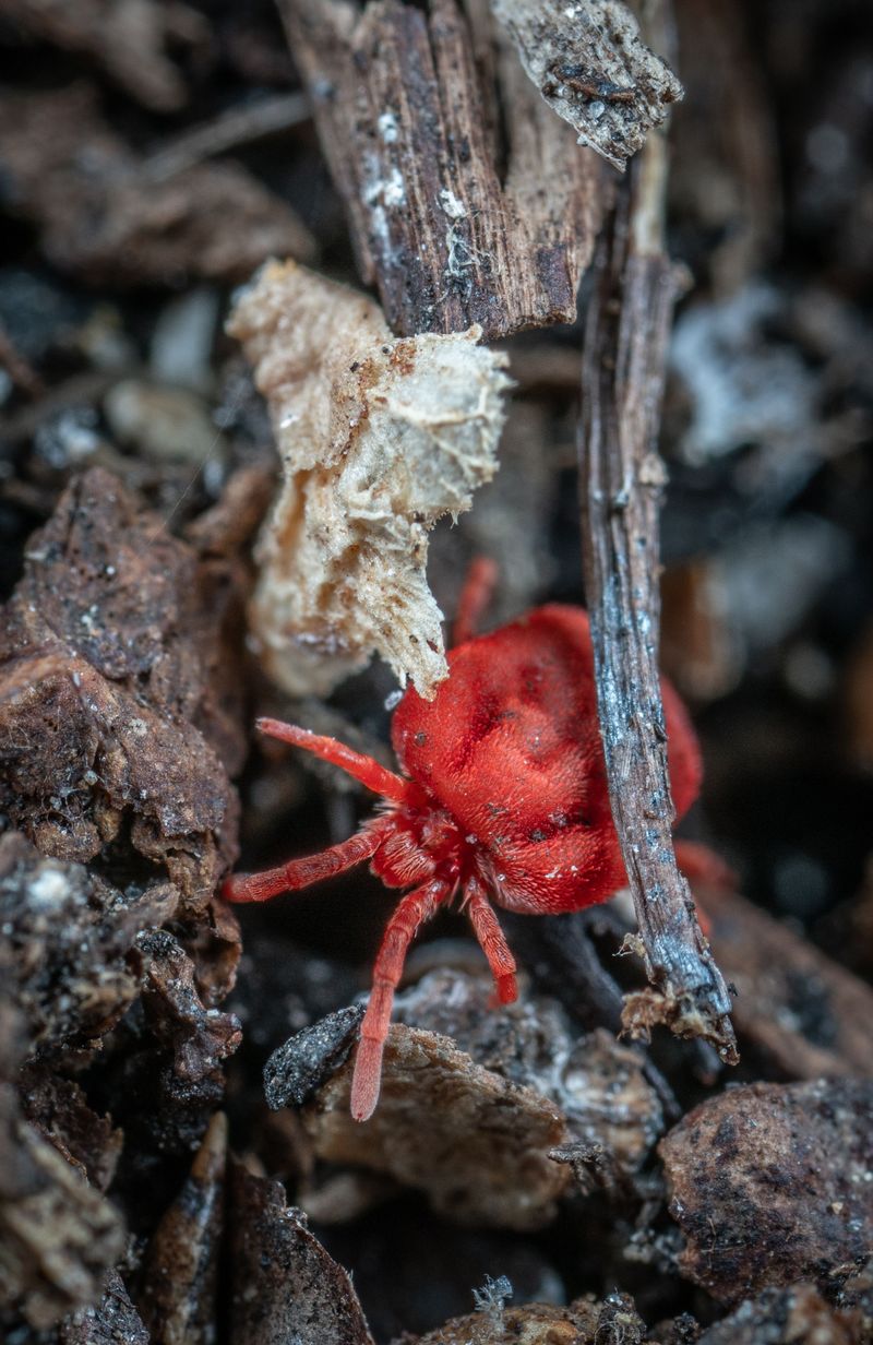 Lower Mite Pressure Kept Colonies Healthier
