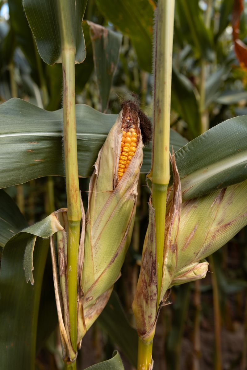 Lower Pest Pressure Spared The Corn