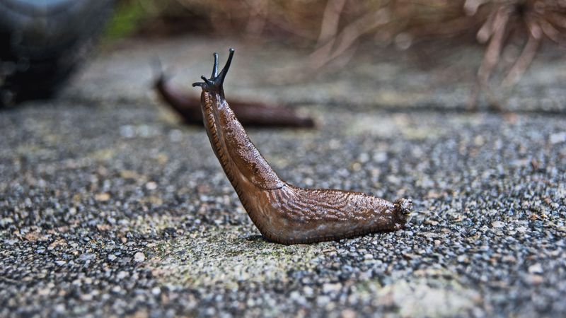 Lower-Risk Slug Baits For Pet-Friendly Yards Lower-Risk Slug Baits For Pet-Friendly Yards