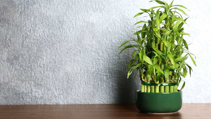 Lucky Bamboo Handles Low Indoor Light Lucky Bamboo Handles Low Indoor Light