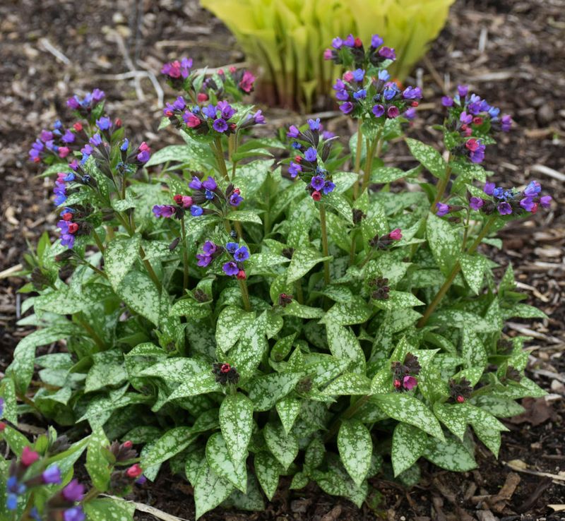 Lungwort Lungwort