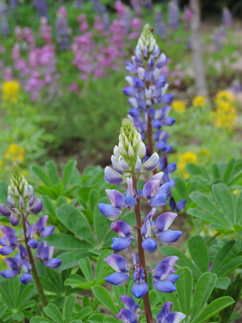 Lupine Brings Spring Color From Seed Lupine Brings Spring Color From Seed