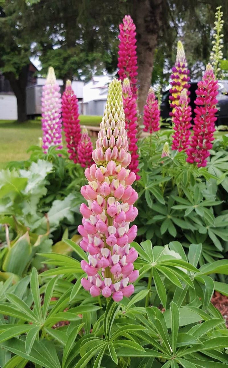 Lupine Lupine